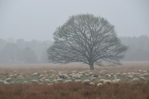 Landschappen